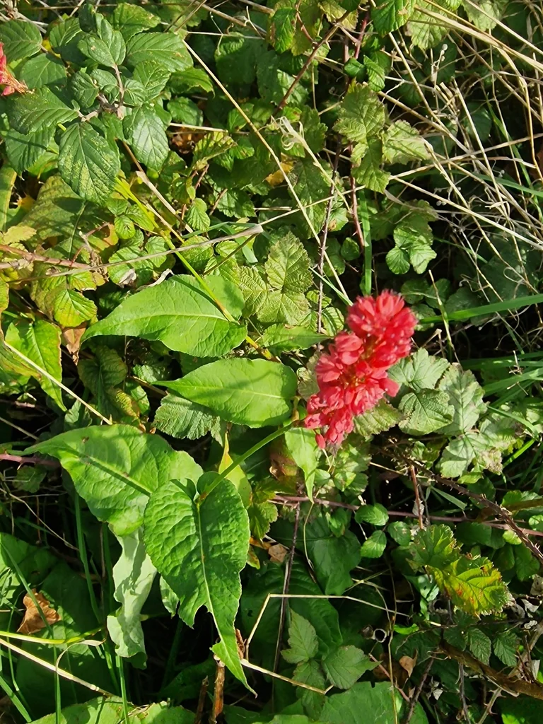 Persicaria amplexicaulis