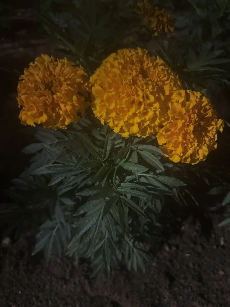 Tagetes Erecta