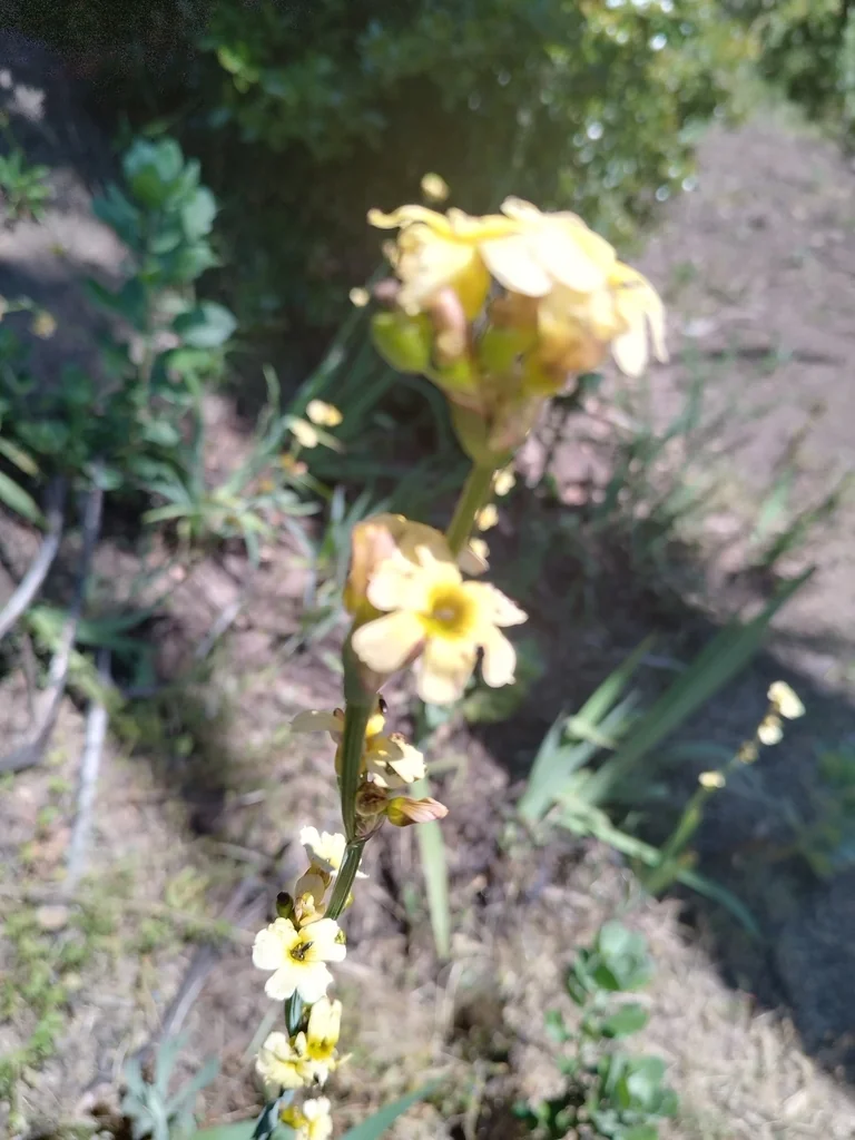 Sisyrinchium Striatum