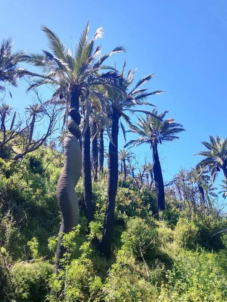 Jubaea Chilensis