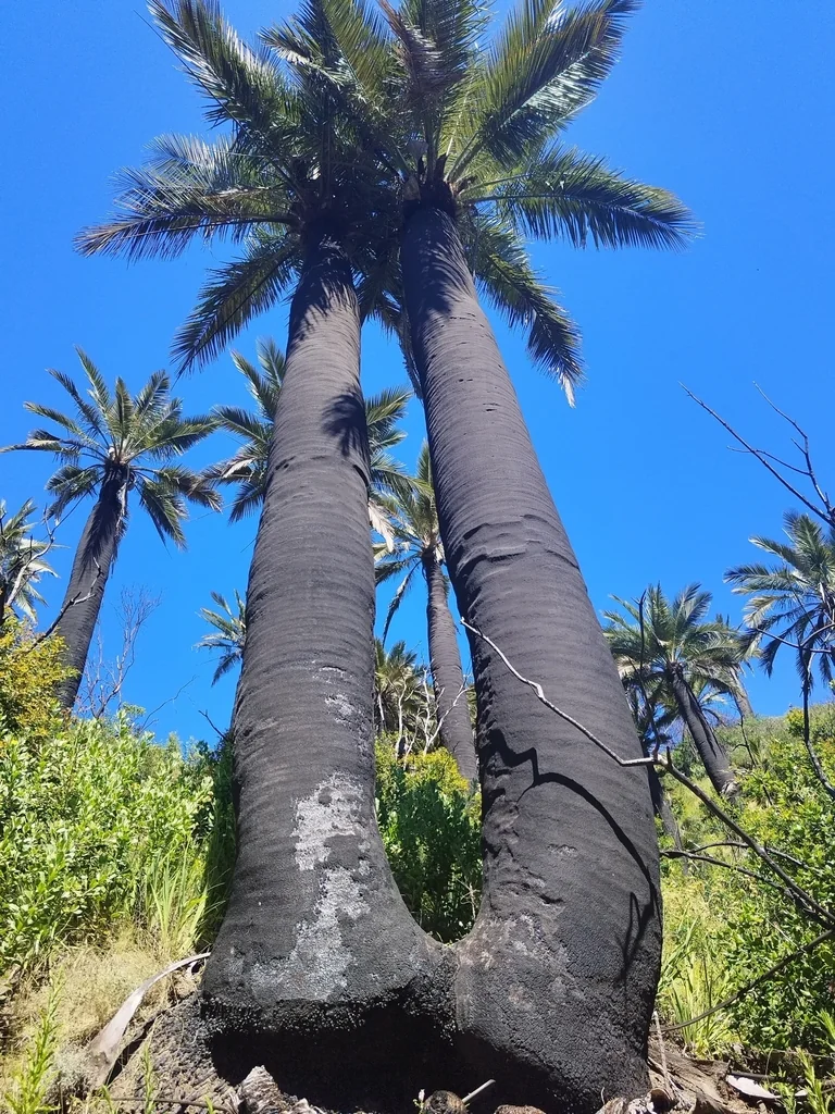 Jubaea Chilensis
