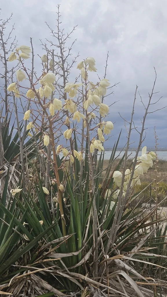 Yucca Gloriosa
