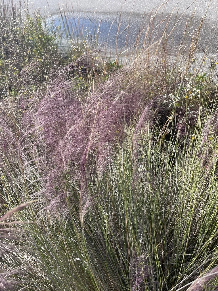 Muhlenbergia capillaris