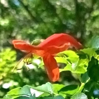 Tecoma Capensis