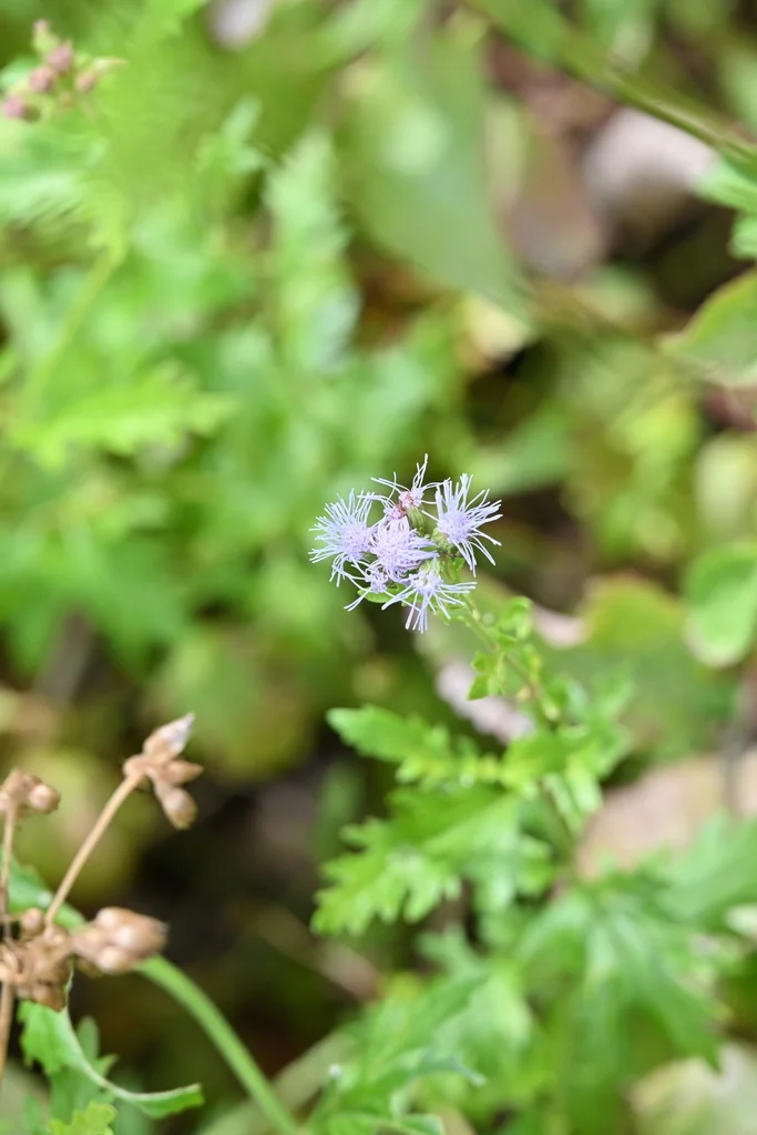 Conoclinium Greggii