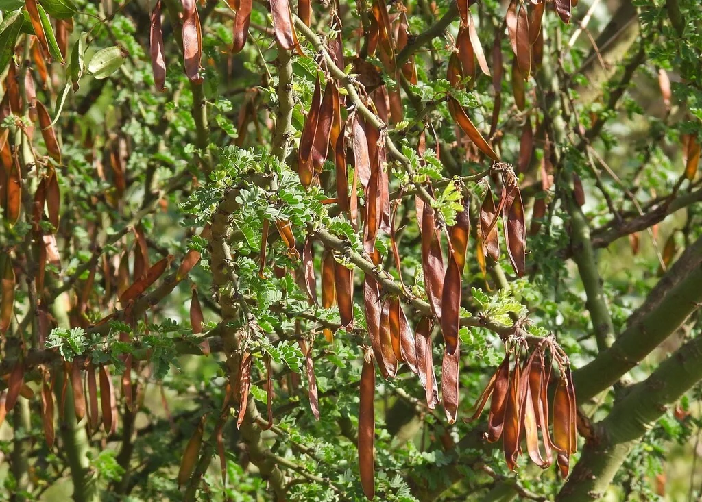Parkinsonia Praecox