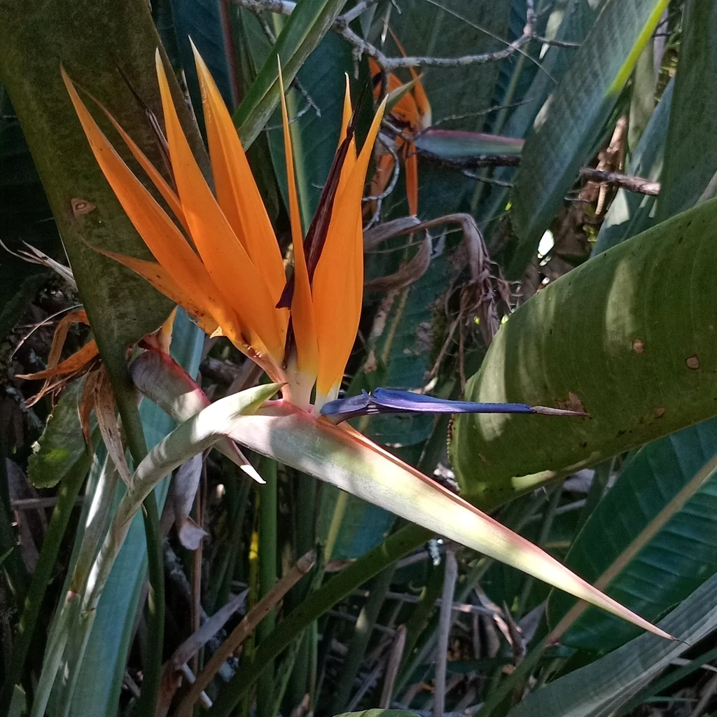 Strelitzia Reginae