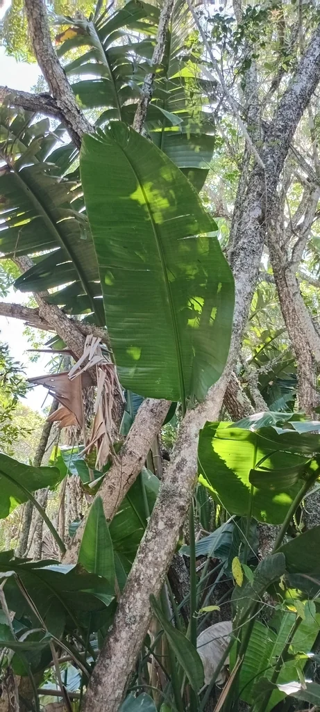 Strelitzia Nicolai