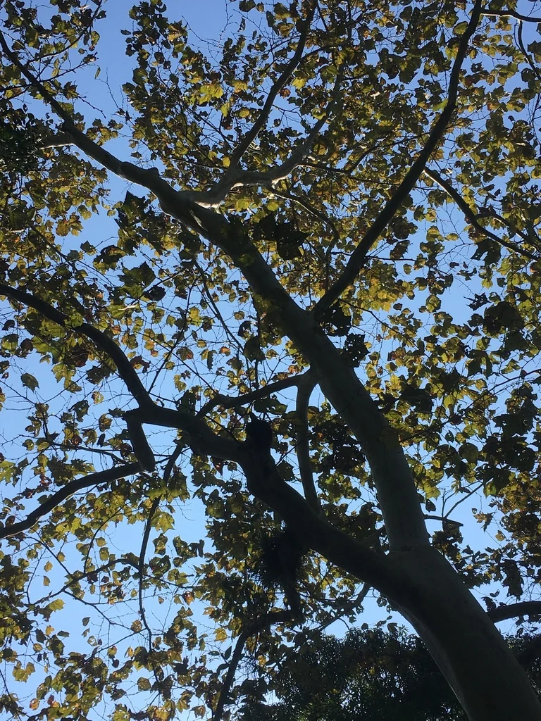 Platanus Mexicana