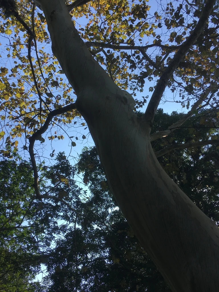 Platanus Mexicana