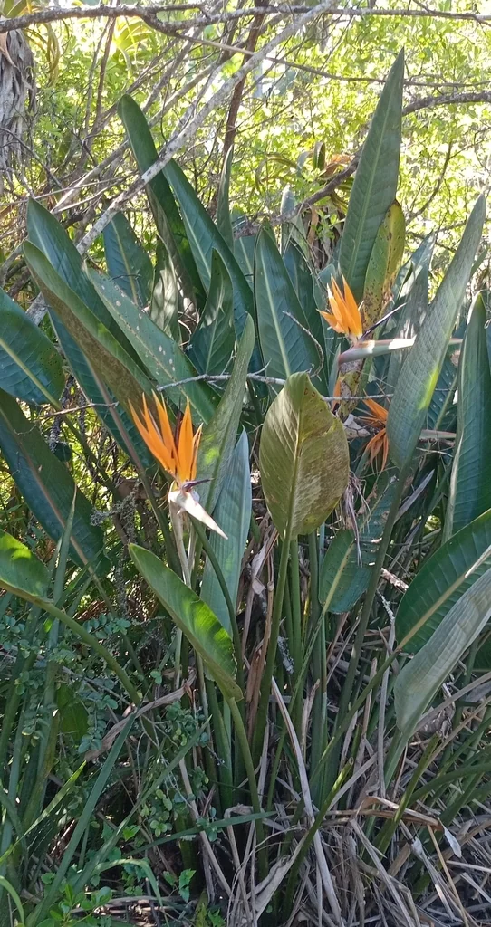 Strelitzia Reginae