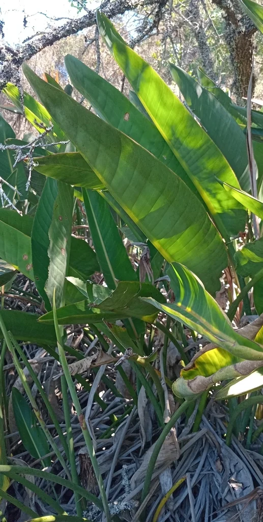 Strelitzia Reginae