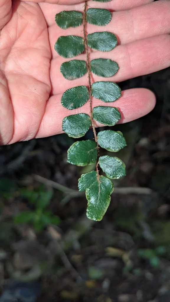 Pellaea Rotundifolia