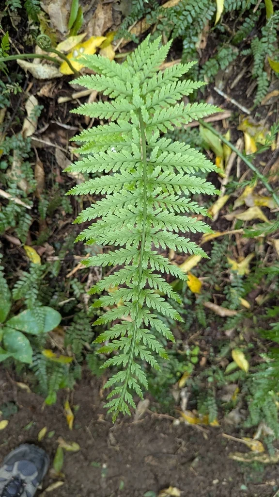 Asplenium Bulbiferum
