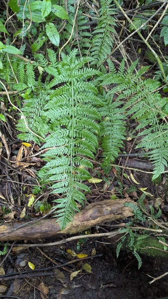 Asplenium Bulbiferum