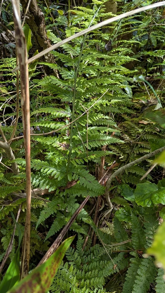 Asplenium Bulbiferum