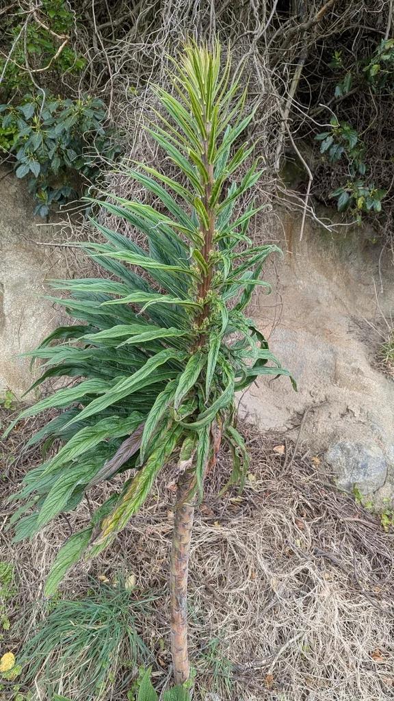 Echium Pininana