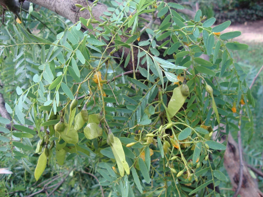 Tipuana Tipu