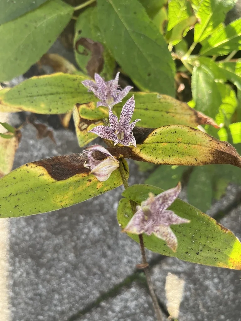 Tricyrtis Hirta