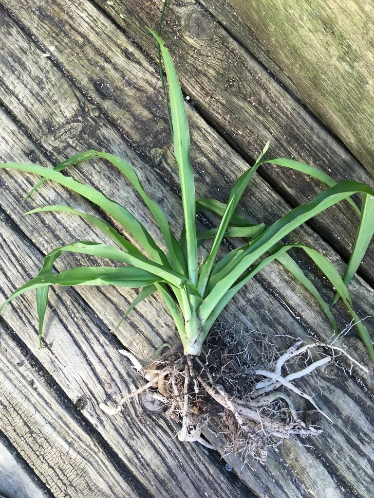 Chlorophytum comosum