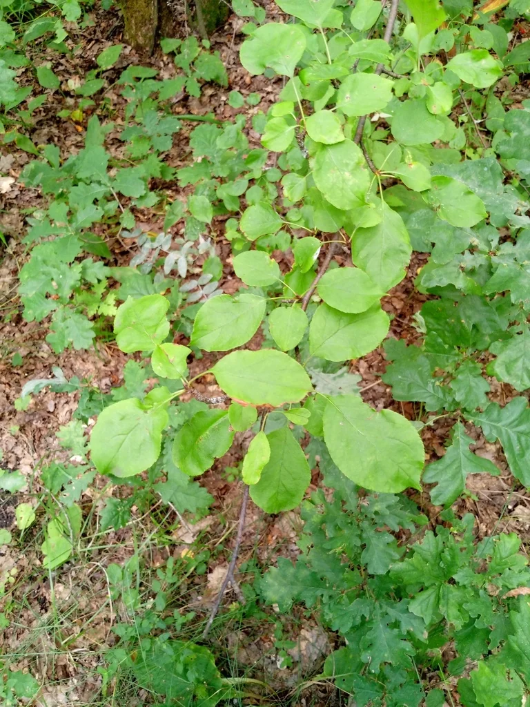 Malus Sylvestris