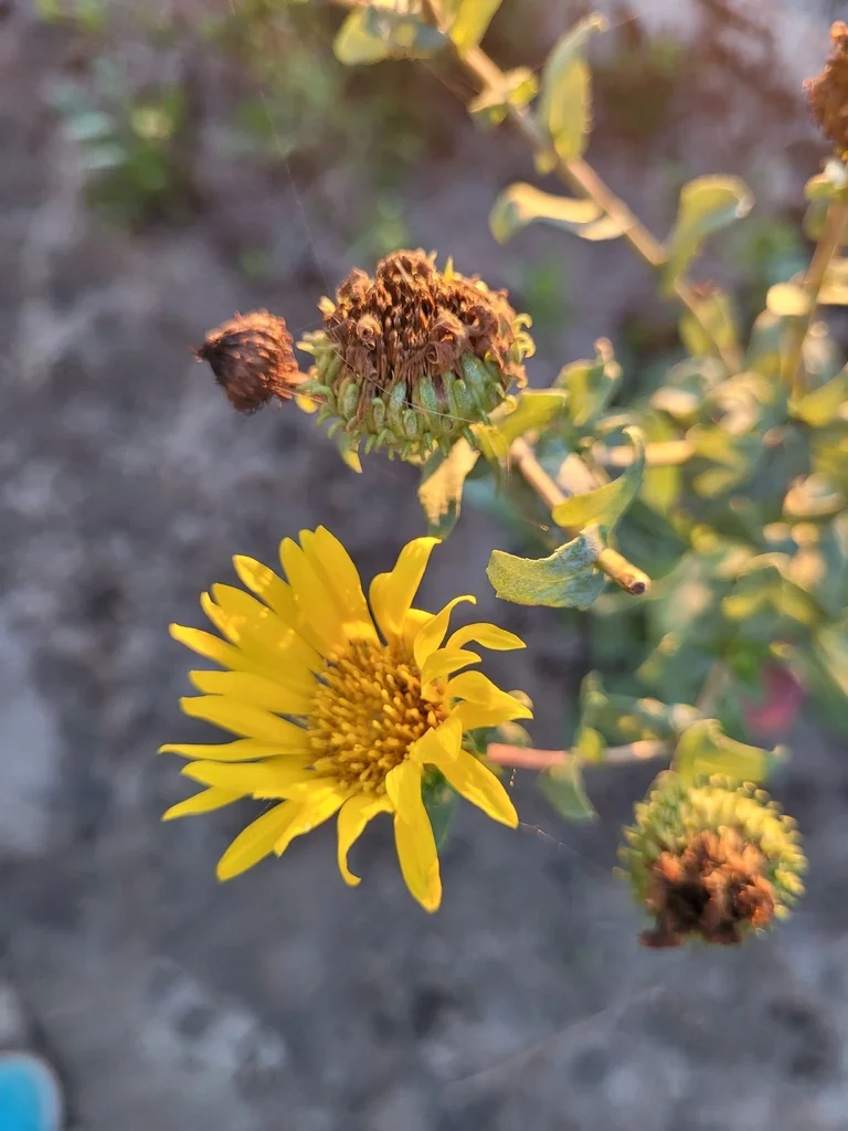 Grindelia stricta