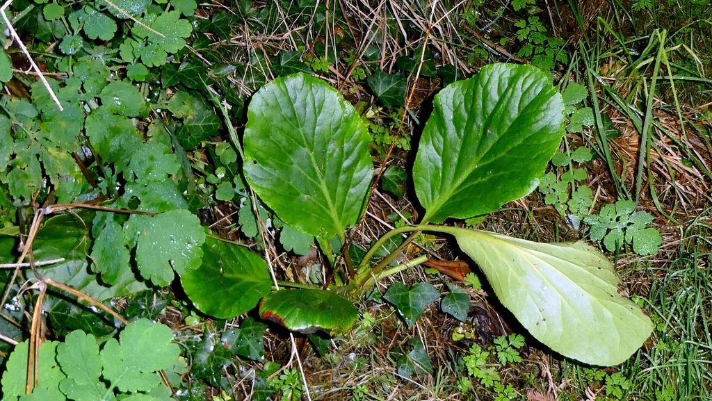 Bergenia Crassifolia