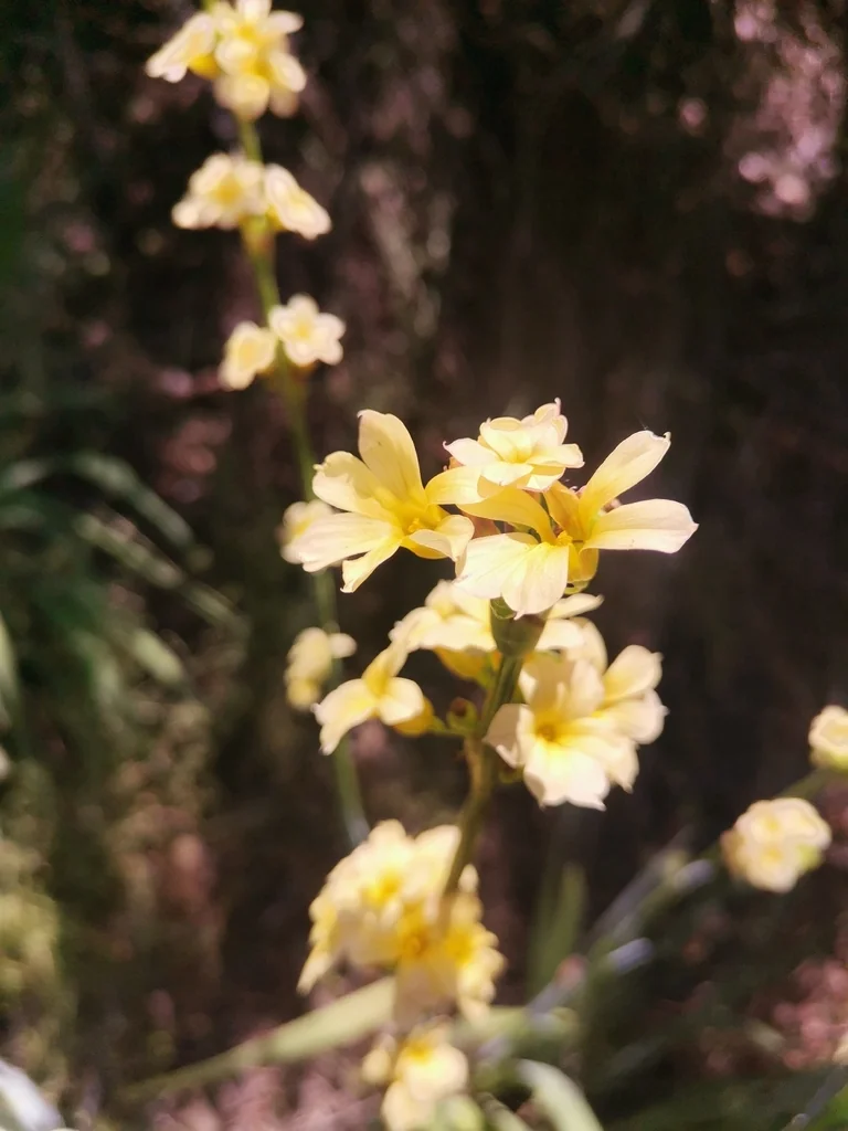 Sisyrinchium Striatum