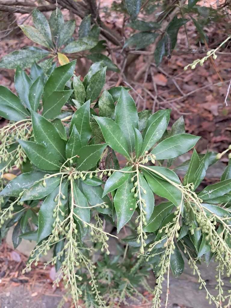 Pieris japonica