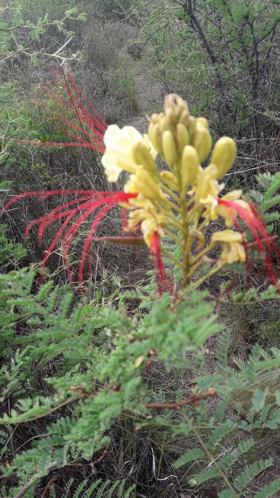 Caesalpinia Gilliesii