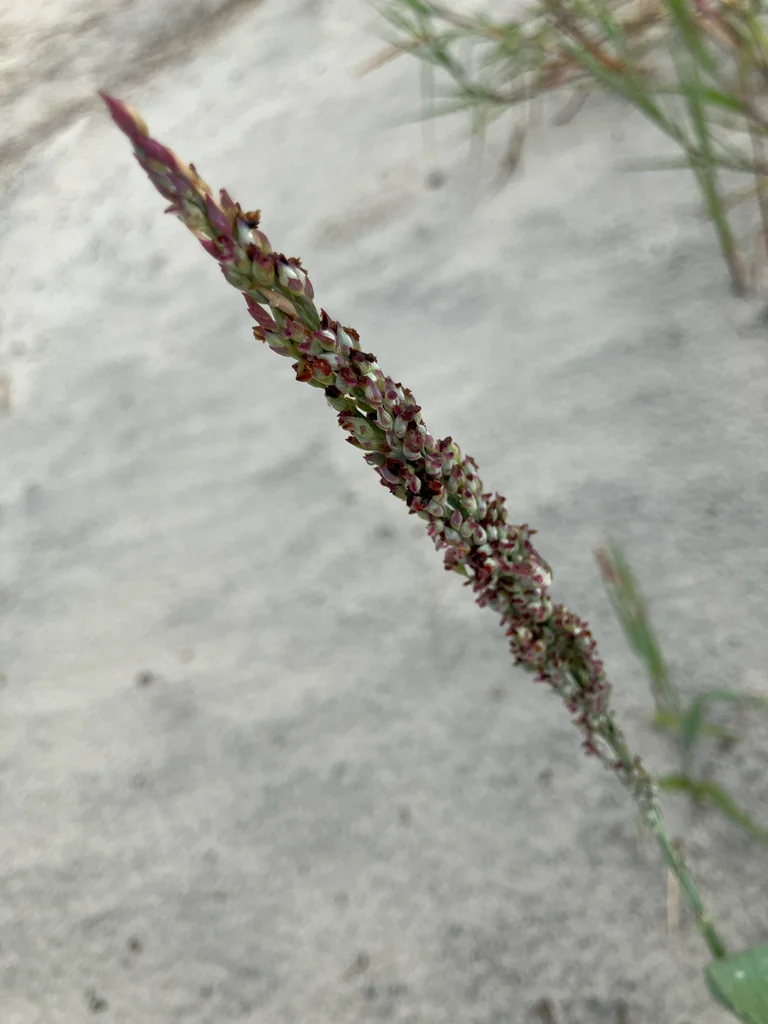 Panicum Amarum