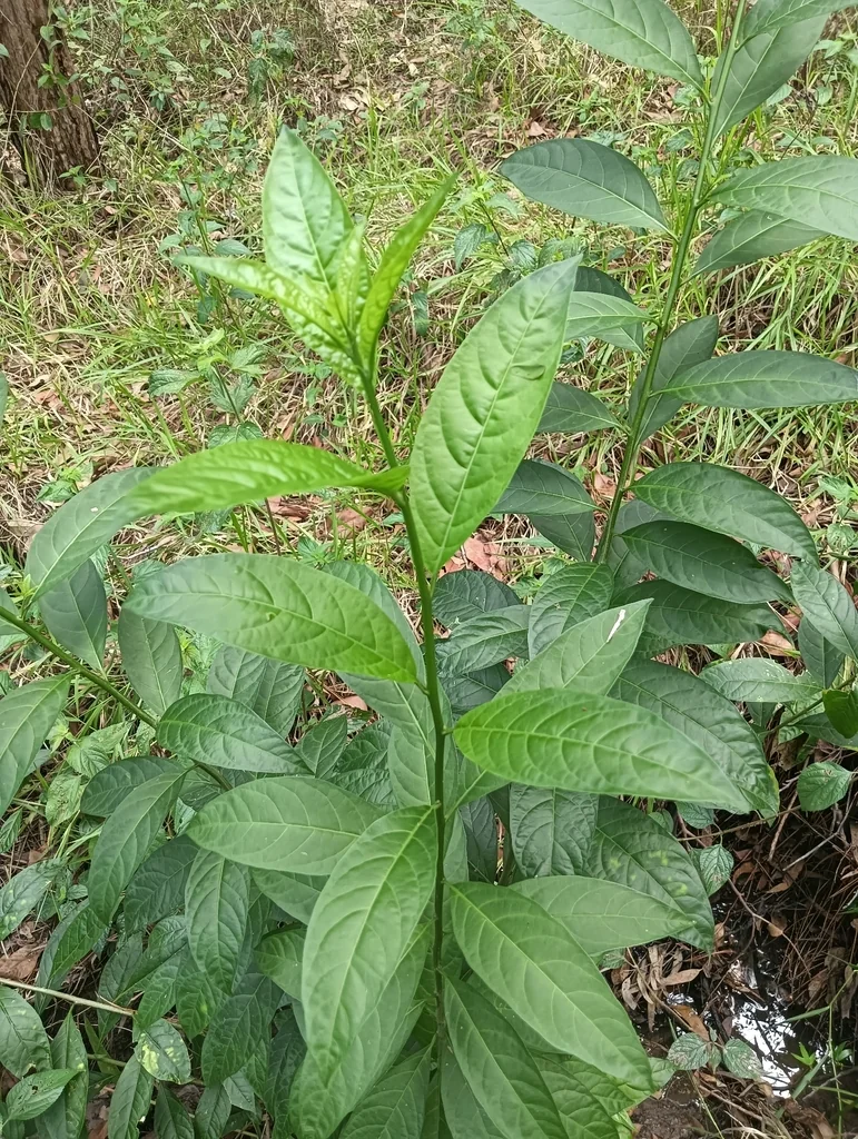 Cestrum Nocturnum