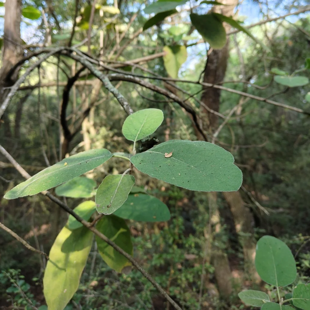 Cordia Boissieri