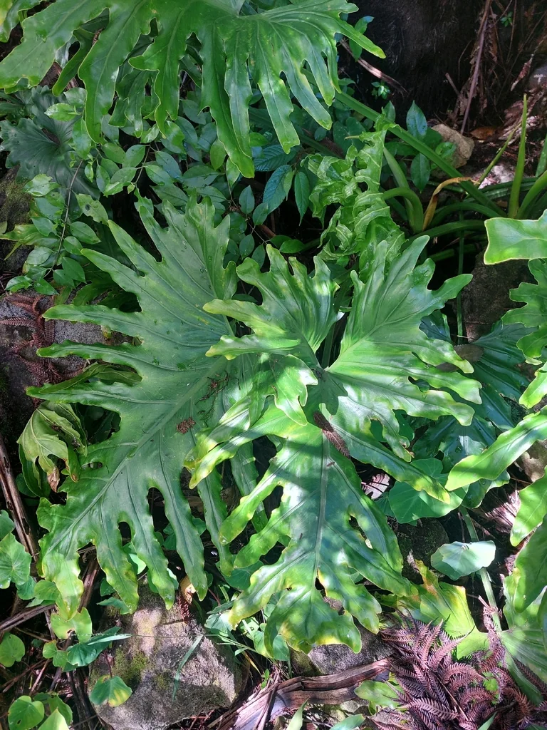 Philodendron Bipinnatifidum