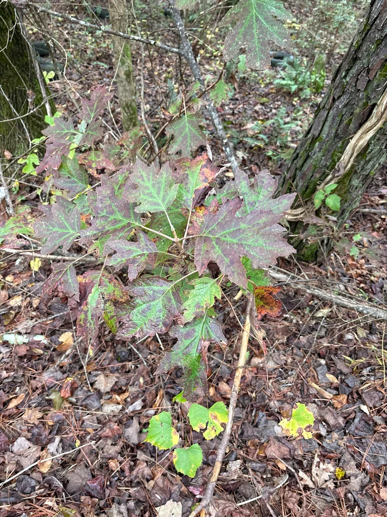 Hydrangea quercifolia