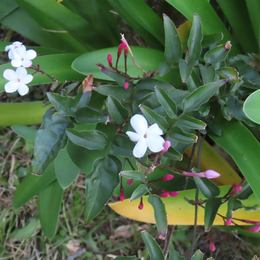 Jasminum Polyanthum