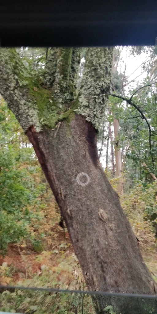 Quercus Suber