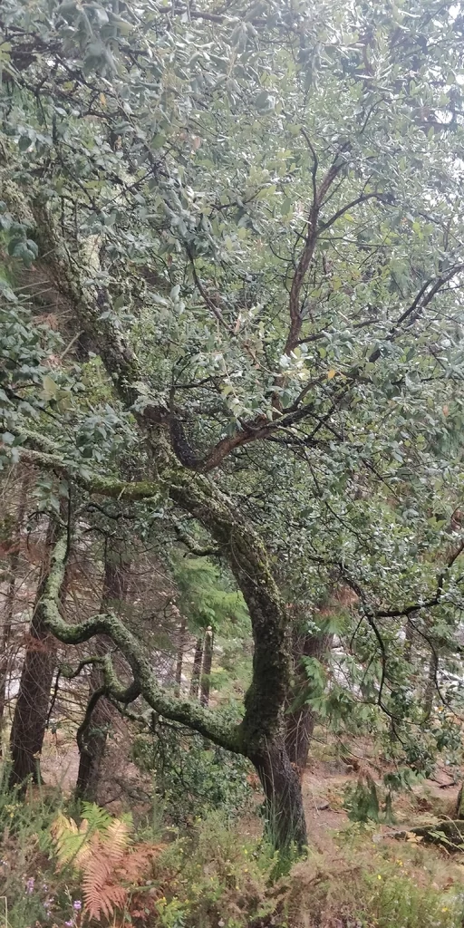 Quercus Suber