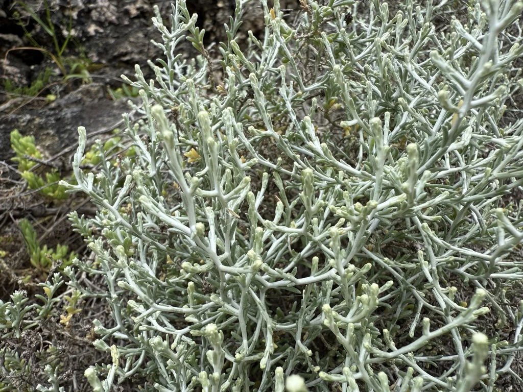Calocephalus Brownii