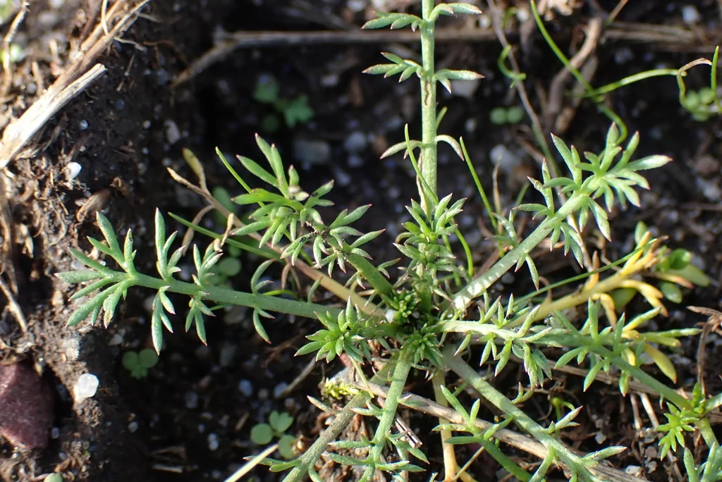 Chamaemelum Nobile