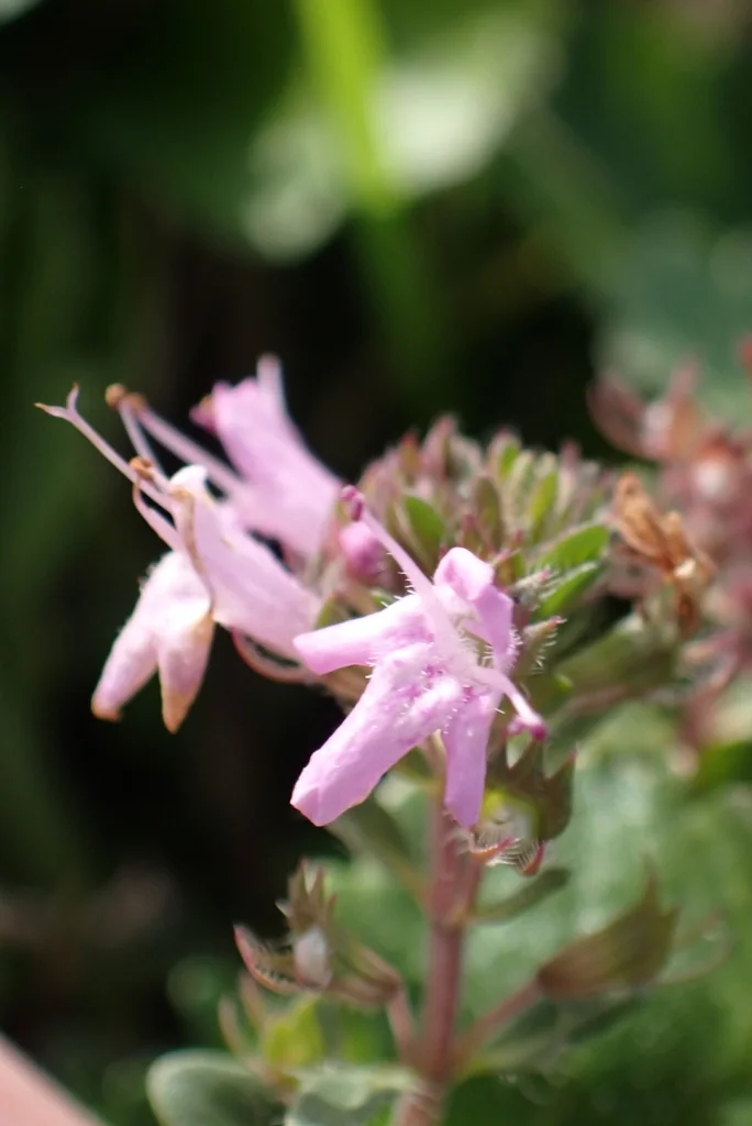 Thymus Praecox Arcticus