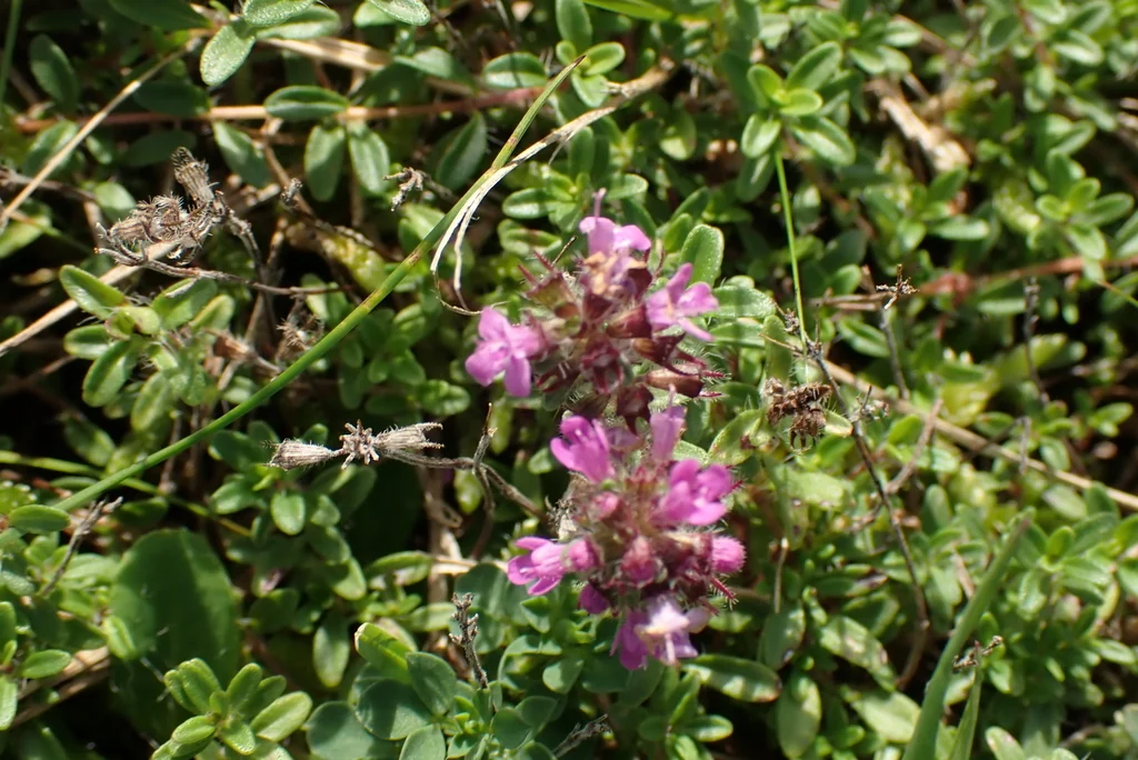 Thymus Praecox Arcticus