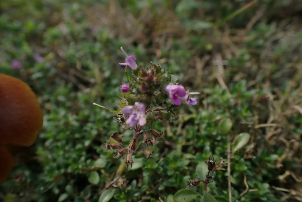 Thymus Praecox Arcticus