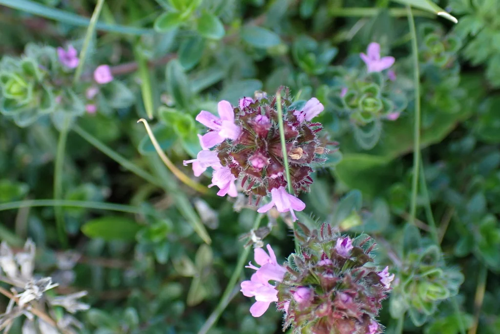 Thymus Praecox Arcticus