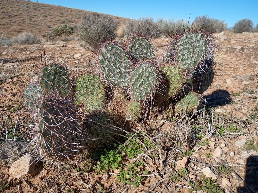 Opuntia Erinacea