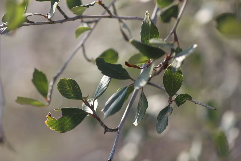 Cercocarpus Betuloides