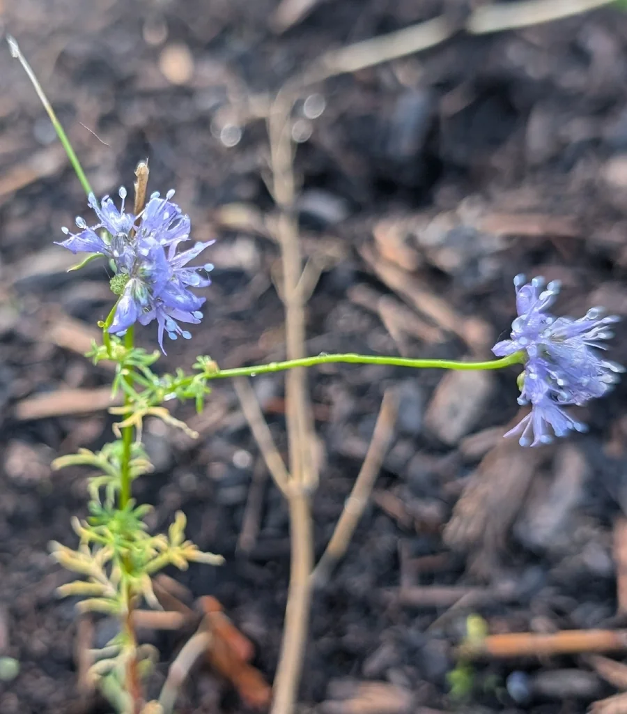 Gilia Capitata