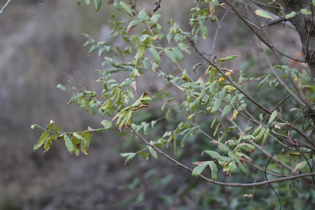 Juglans Californica