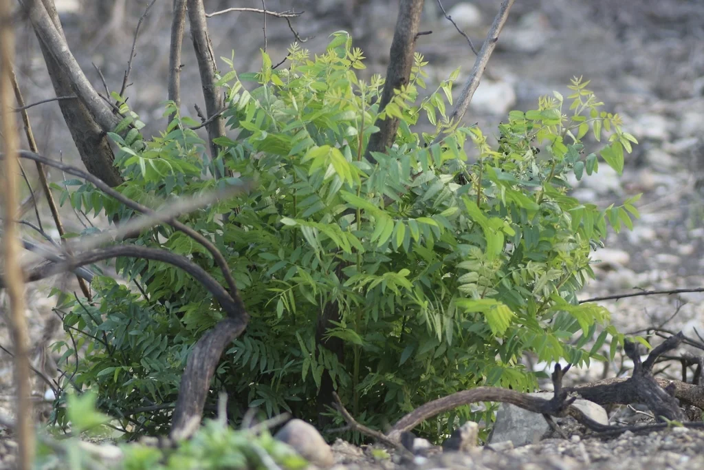 Juglans Californica