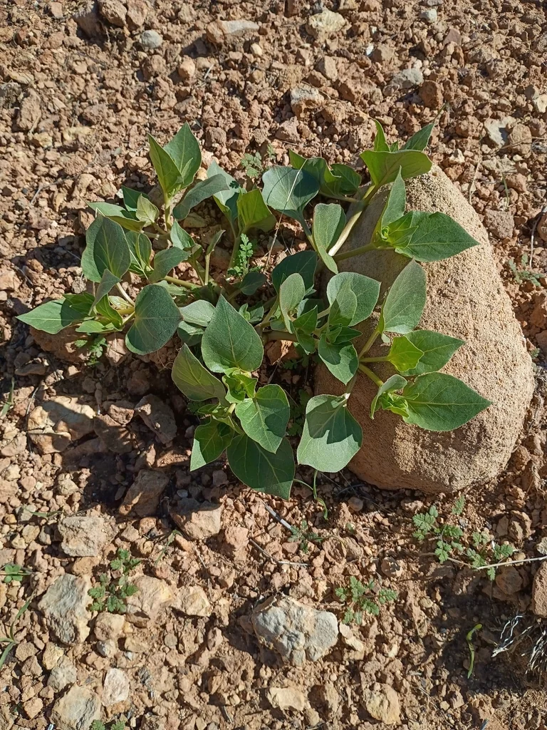 Mirabilis Multiflora